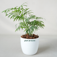 Chamaedorea Palm or Table Palm or Parlour Palm