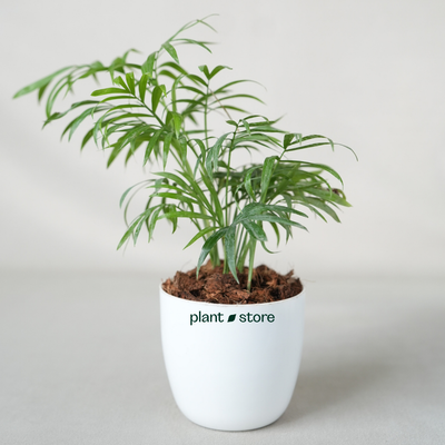 Chamaedorea Palm or Table Palm or Parlour Palm