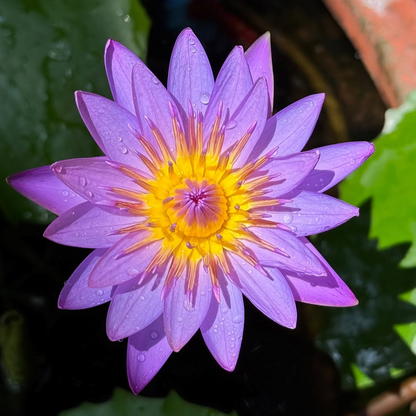 Ultra Violet Tropical Waterlily