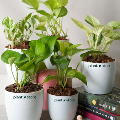 Grih Sukh Shanti Plants Bundle