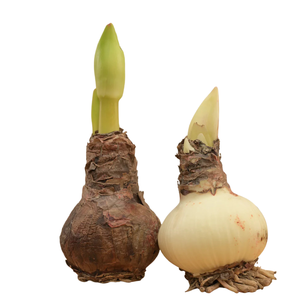 Amaryllis Single Petal Flowering Bulbs