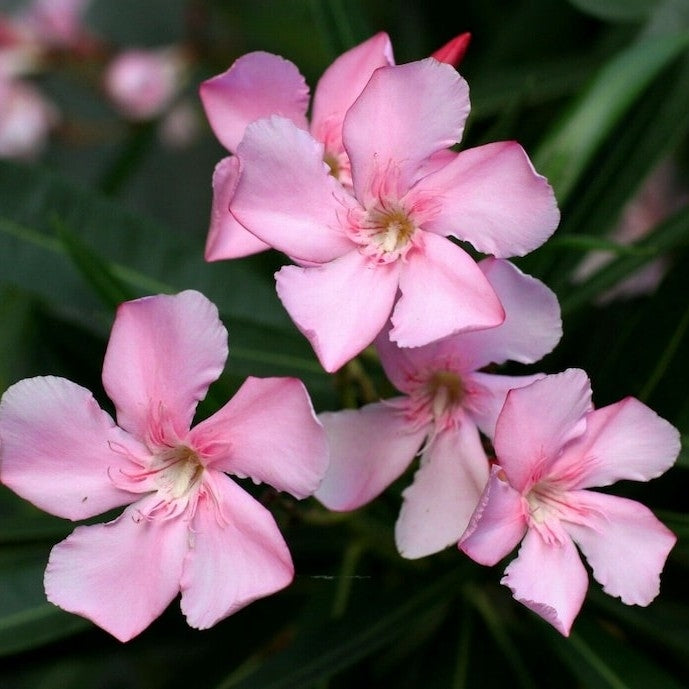 Oleander or Kaner (Pink Flower)