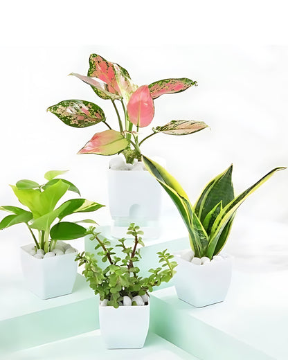 Evergreen Harmony Plant Bundle - Set of 4 (Aglaonema Lady Valentine, Money Plant, Jade Plant, Snake Plant)