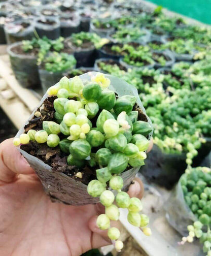 Variegated String of Pearls (Bare Rooted ~ without pot)