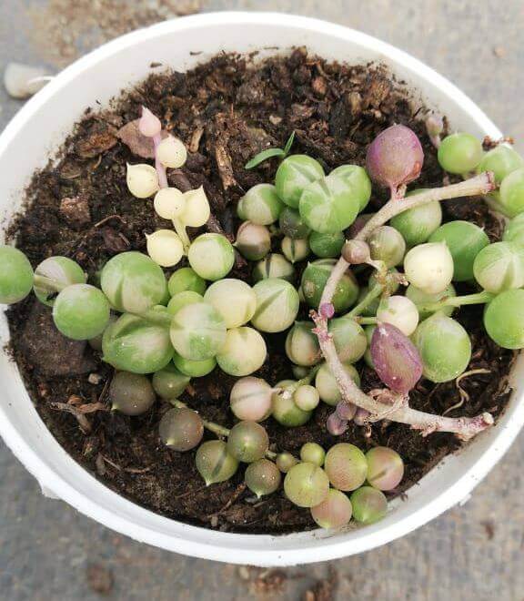 Variegated String of Pearls (Bare Rooted ~ without pot)