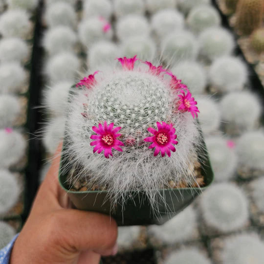 Mammillaria Hahniana (Old Lady) Bare Rooted - plant store® 