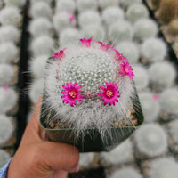 Mammillaria Hahniana (Old Lady) Bare Rooted - plant store® 