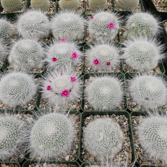 Mammillaria Hahniana (Old Lady) Bare Rooted - plant store® 