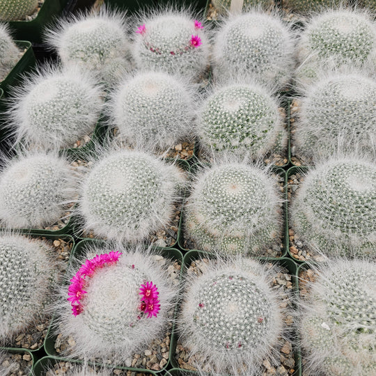 Mammillaria Hahniana (Old Lady) Bare Rooted - plant store® 