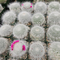 Mammillaria Hahniana (Old Lady) Bare Rooted - plant store® 