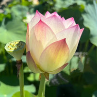 Rose Dot Lotus Tuber