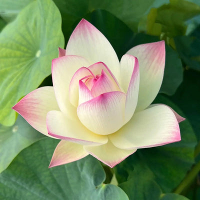 Rose Dot Lotus Tuber