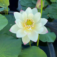 Rose Dot Lotus Tuber