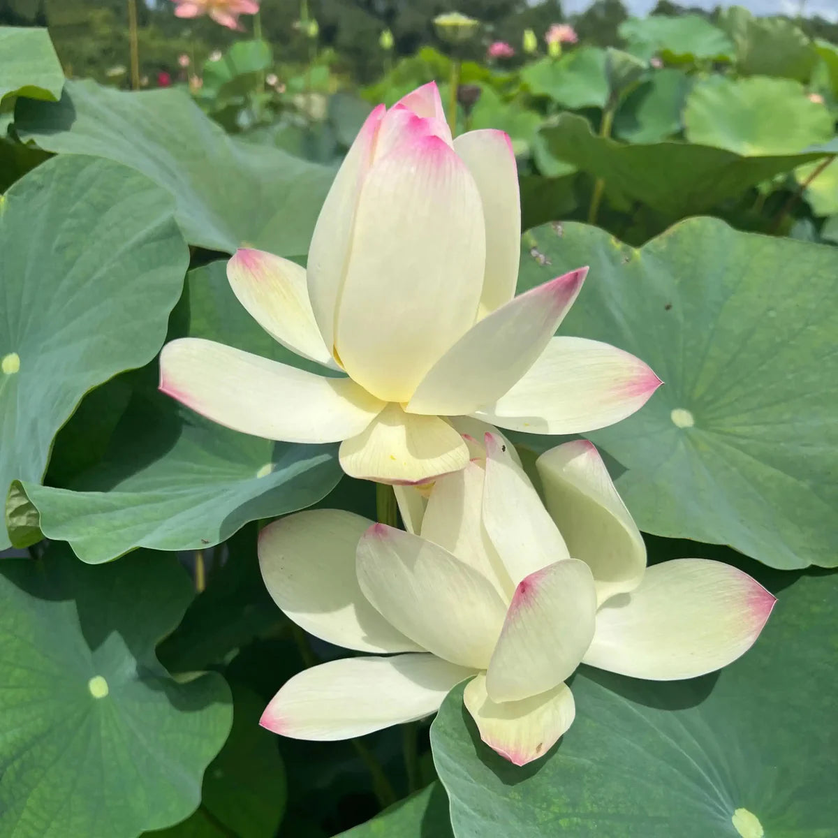 Rose Dot Lotus Tuber