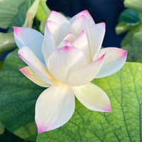 Rose Dot Lotus Tuber