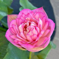 Vasuki Lotus Tuber