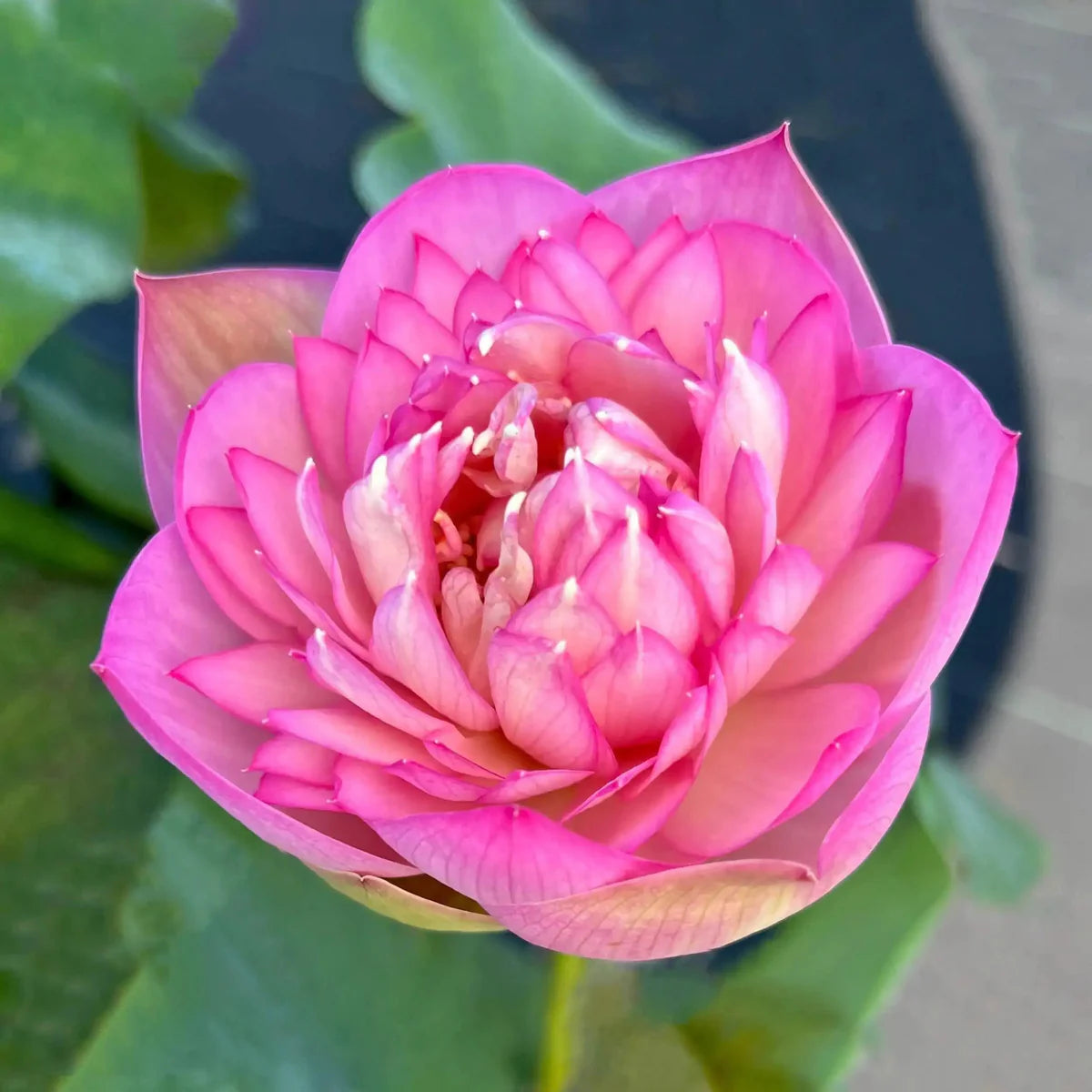 Vasuki Lotus Tuber