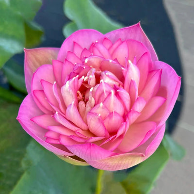 Vasuki Lotus Tuber