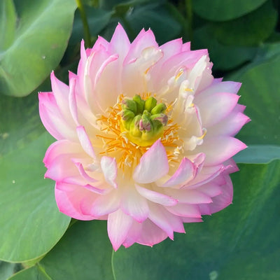 Vasuki Lotus Tuber
