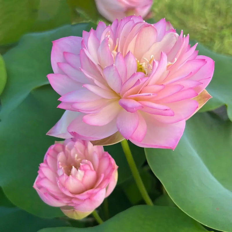 Vasuki Lotus Tuber