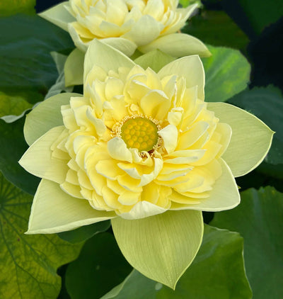 Yellow Pony Lotus Tuber
