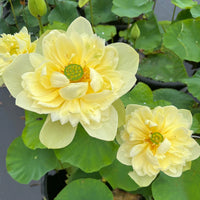 Linting Chuan Ai Lotus - Highly Fragrant (Ultra Rare)