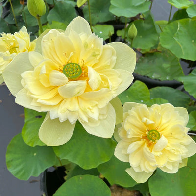 Linting Chuan Ai Lotus - Highly Fragrant (Ultra Rare)