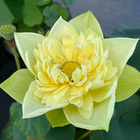 Linting Chuan Ai Lotus - Highly Fragrant (Ultra Rare)
