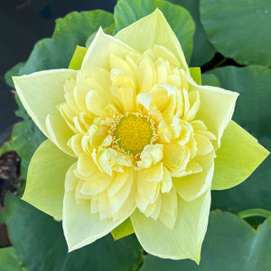 Linting Chuan Ai Lotus - Highly Fragrant (Ultra Rare)