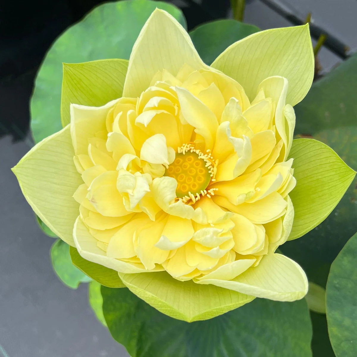 Linting Chuan Ai Lotus - Highly Fragrant (Ultra Rare)