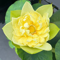 Linting Chuan Ai Lotus - Highly Fragrant (Ultra Rare)