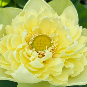 Yellow Pony Lotus Tuber