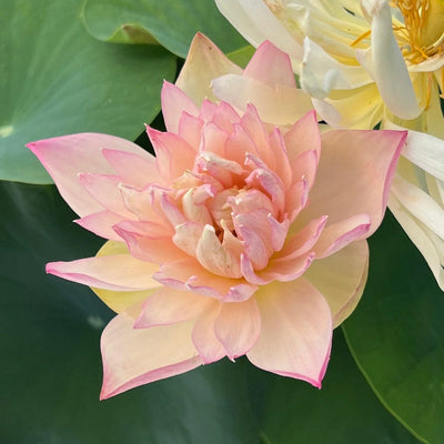Peach Lady Lotus Tuber (Highly Fragrant) Ultra Rare