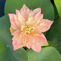 Peach Lady Lotus Tuber (Highly Fragrant) Ultra Rare