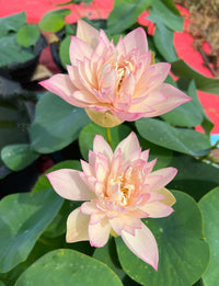 Peach Lady Lotus Tuber (Highly Fragrant) Ultra Rare