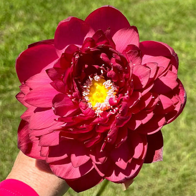 Red Sky Scanner Lotus Tuber - Ultra Rare