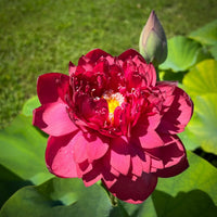 Red Sky Scanner Lotus Tuber - Ultra Rare