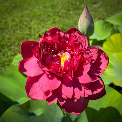 Red Sky Scanner Lotus Tuber - Ultra Rare