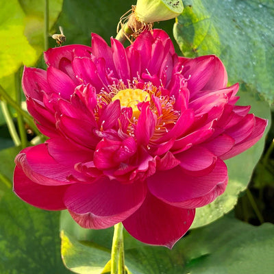 Heart Blood Lotus Tuber