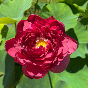 Heart Blood Lotus Tuber