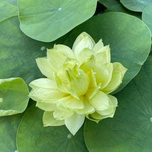 Green Rain Lotus Tuber (Micro Lotus)