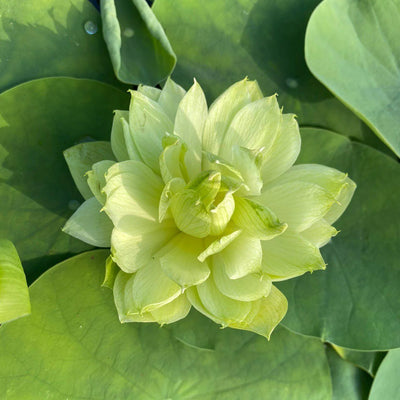 Green Rhyme Micro Lotus Tuber