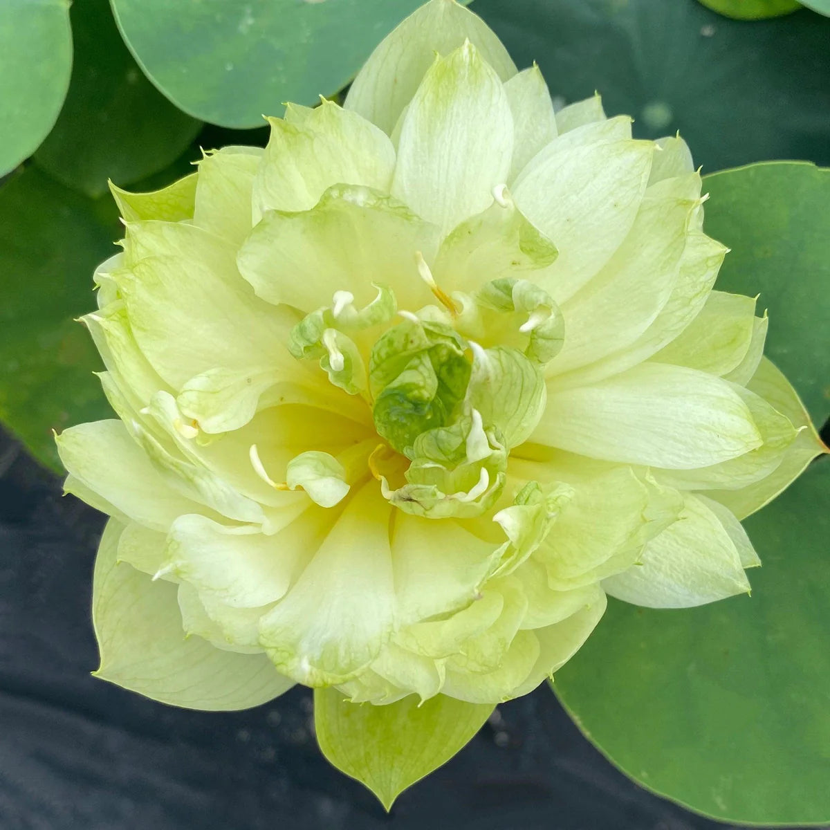 Green Rain Lotus Tuber (Micro Lotus)