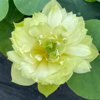 Green Rain Lotus Tuber (Micro Lotus)
