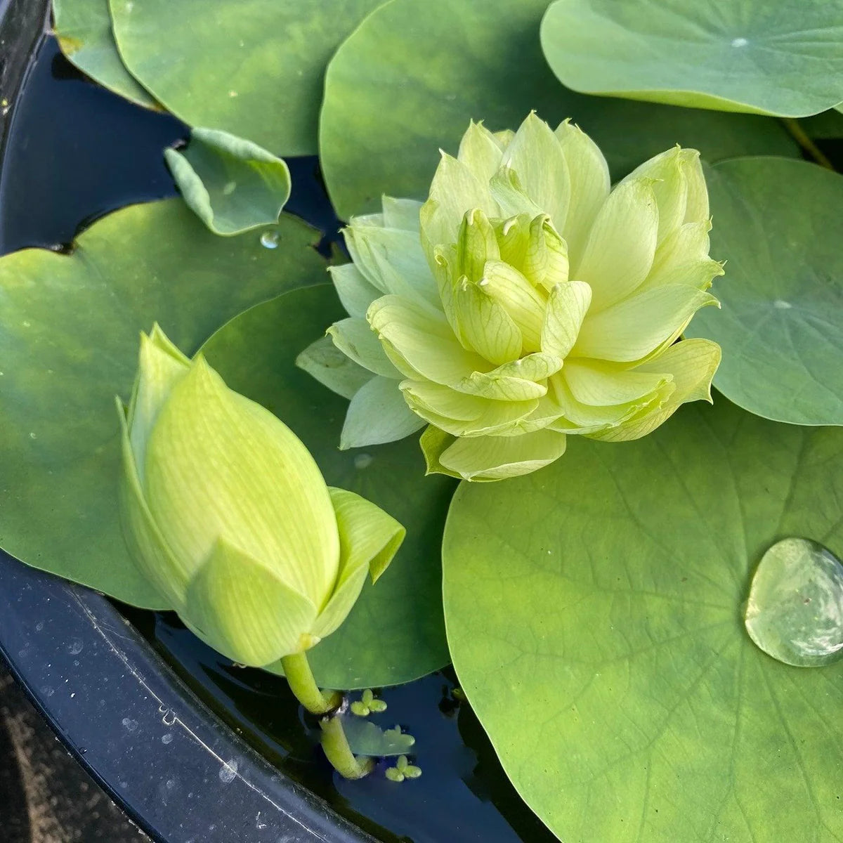 Green Rain Lotus Tuber (Micro Lotus)