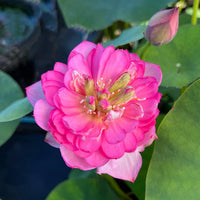 Little Rain Mini Bowl Lotus Tuber