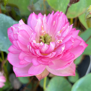 Little Rain Mini Bowl Lotus Tuber