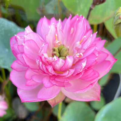 Little Rain Mini Bowl Lotus Tuber