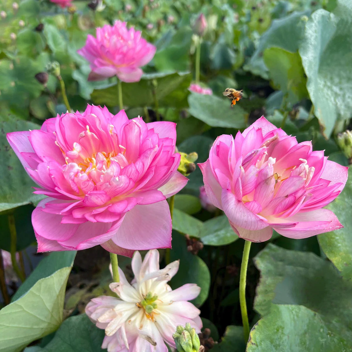 Little Rain Mini Bowl Lotus Tuber