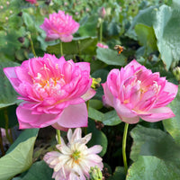 Little Rain Mini Bowl Lotus Tuber